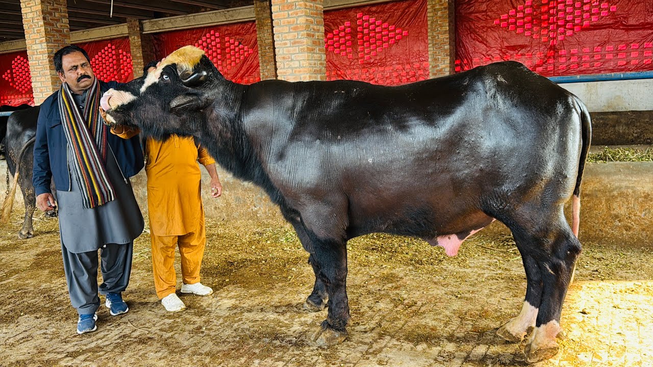 World Champion 🏆 UswA Bloodline Buffaloes || Ch Irfan Ali Gujjar || Pak Buffalo Tv 