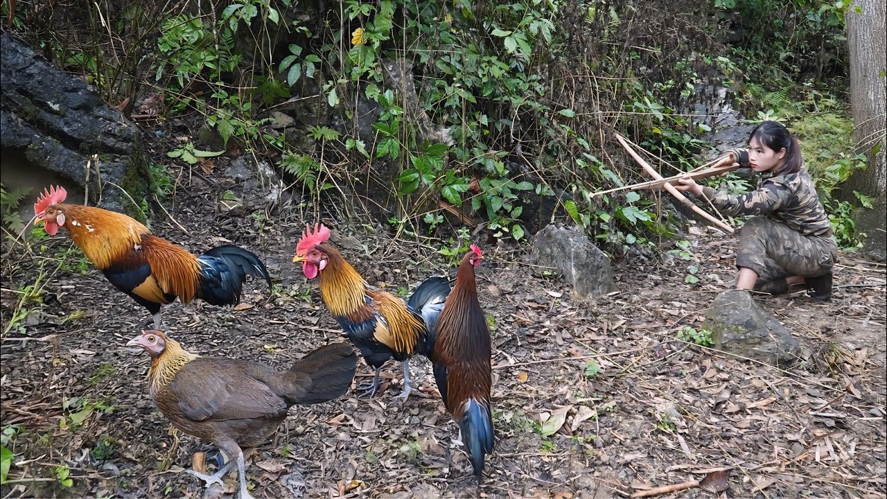 Discovering traces of wild jungle fowl, immediately crafting traps to catch them, survival alone
