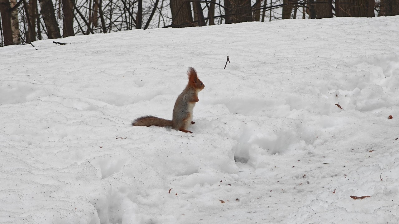 Белка ищет заначки 🤗 Squirrel searches for hidden nuts