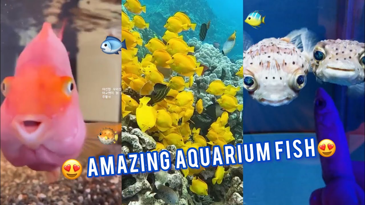 Adorable Aquarium Fish | Tik Tok Animals