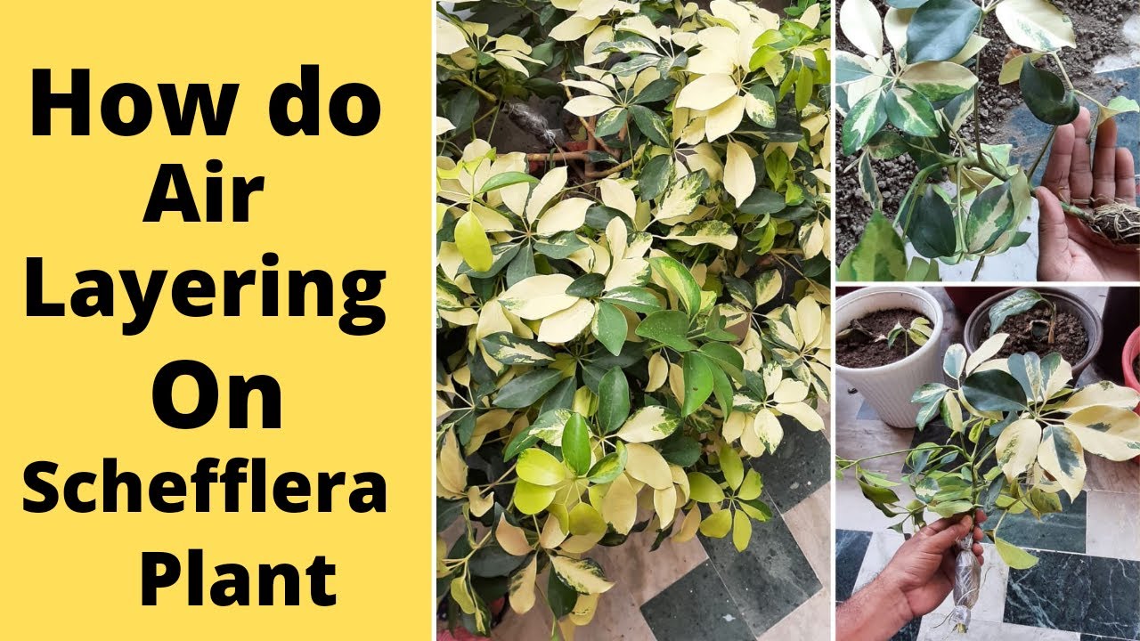 How to propagate schefflera/umbrella plant by air layering #scheffleraplantcare#scheffleraarboricola