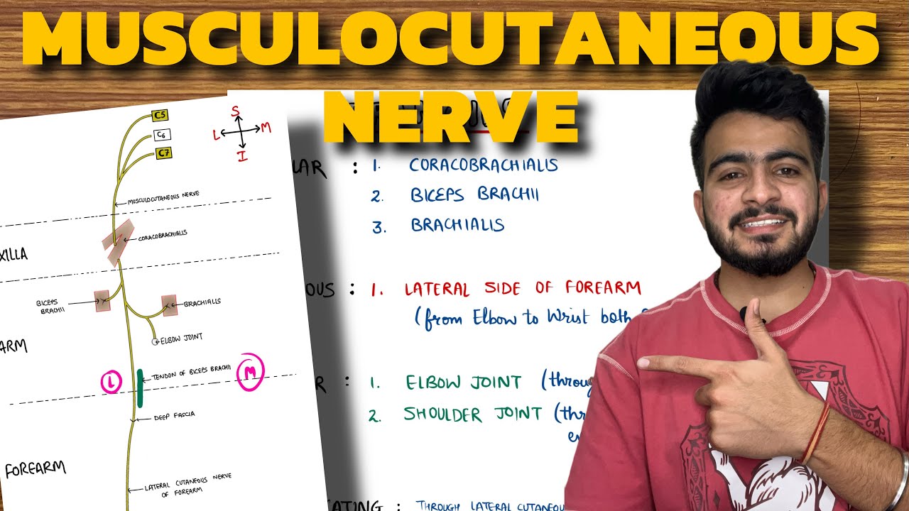 Musculocutaneous Nerve Anatomy | Upper Limb Anatomy