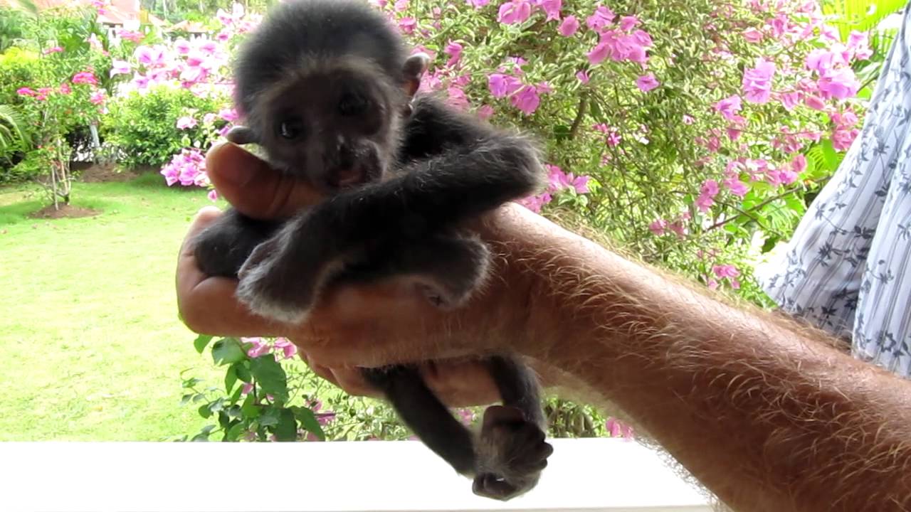 Gibbonapa baby