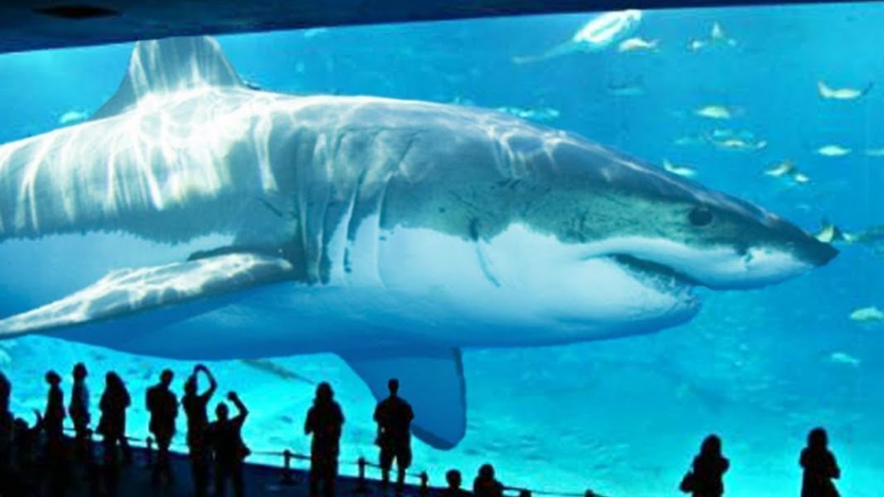 5  ATTAQUES DE REQUINS !!