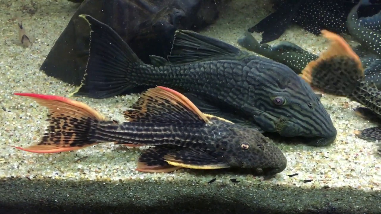 Feeding my Plecos 11/2017 - Pleco John
