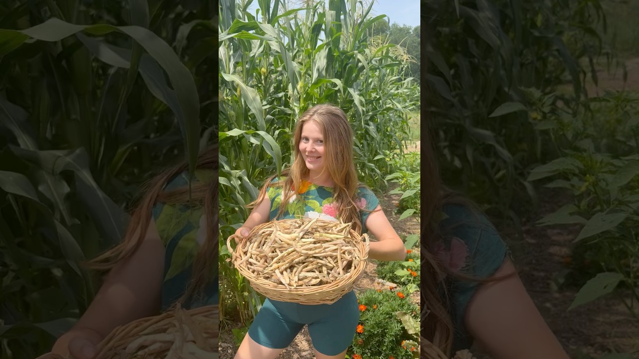 How we harvest and preserve heirloom beans in the garden! #growyourownfood #gardening #gardentips