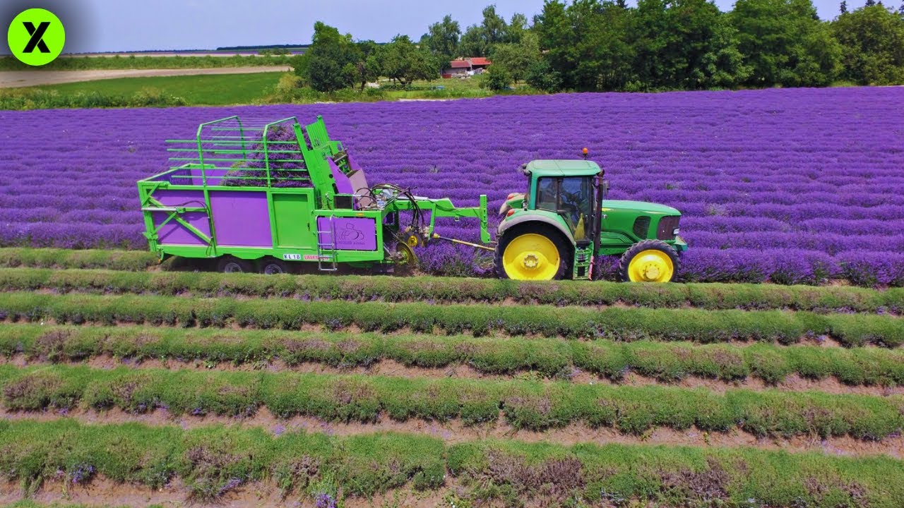 Así FABRICAN el PERFUME desde la Recolecta de Lavanda🪻