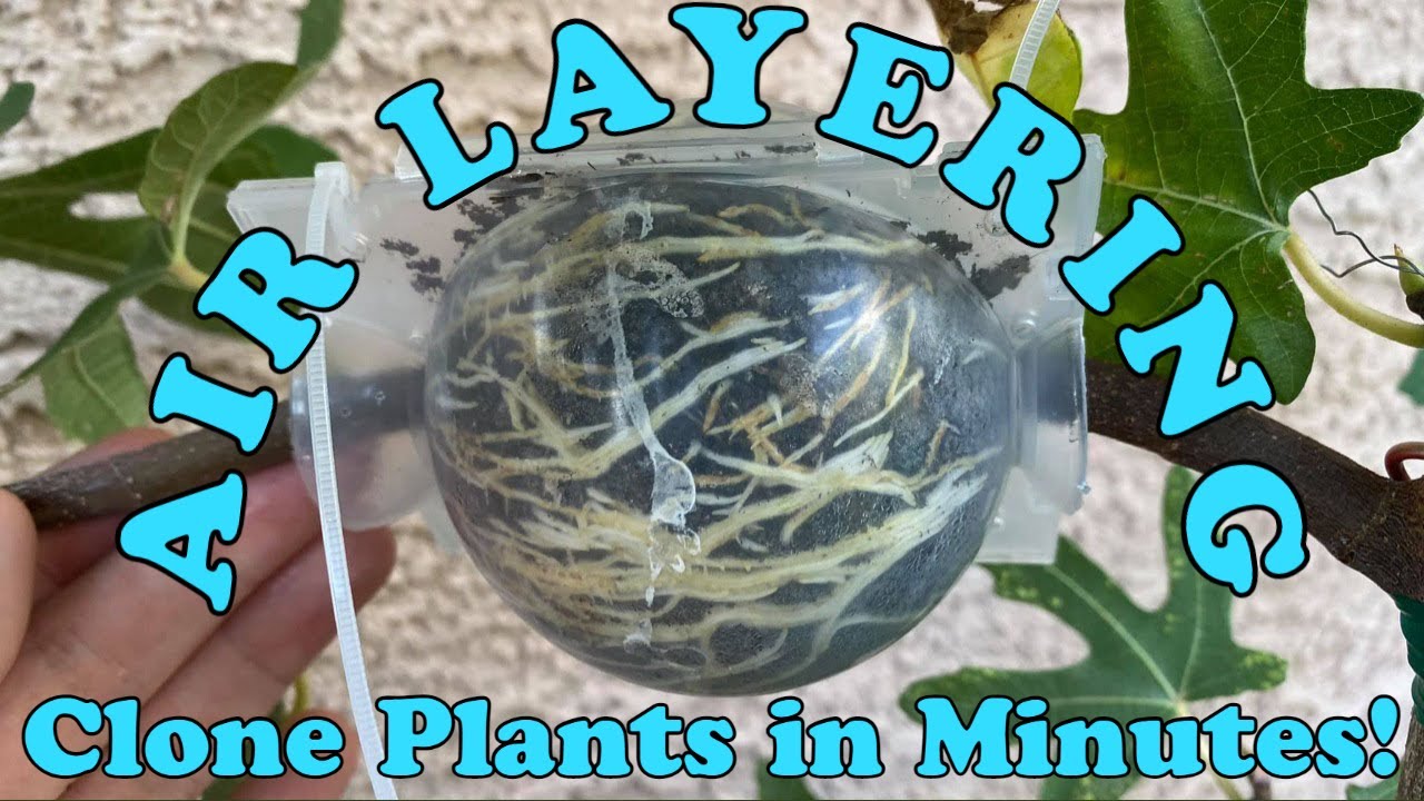 Easy way to air layer figs (complete guide with results)