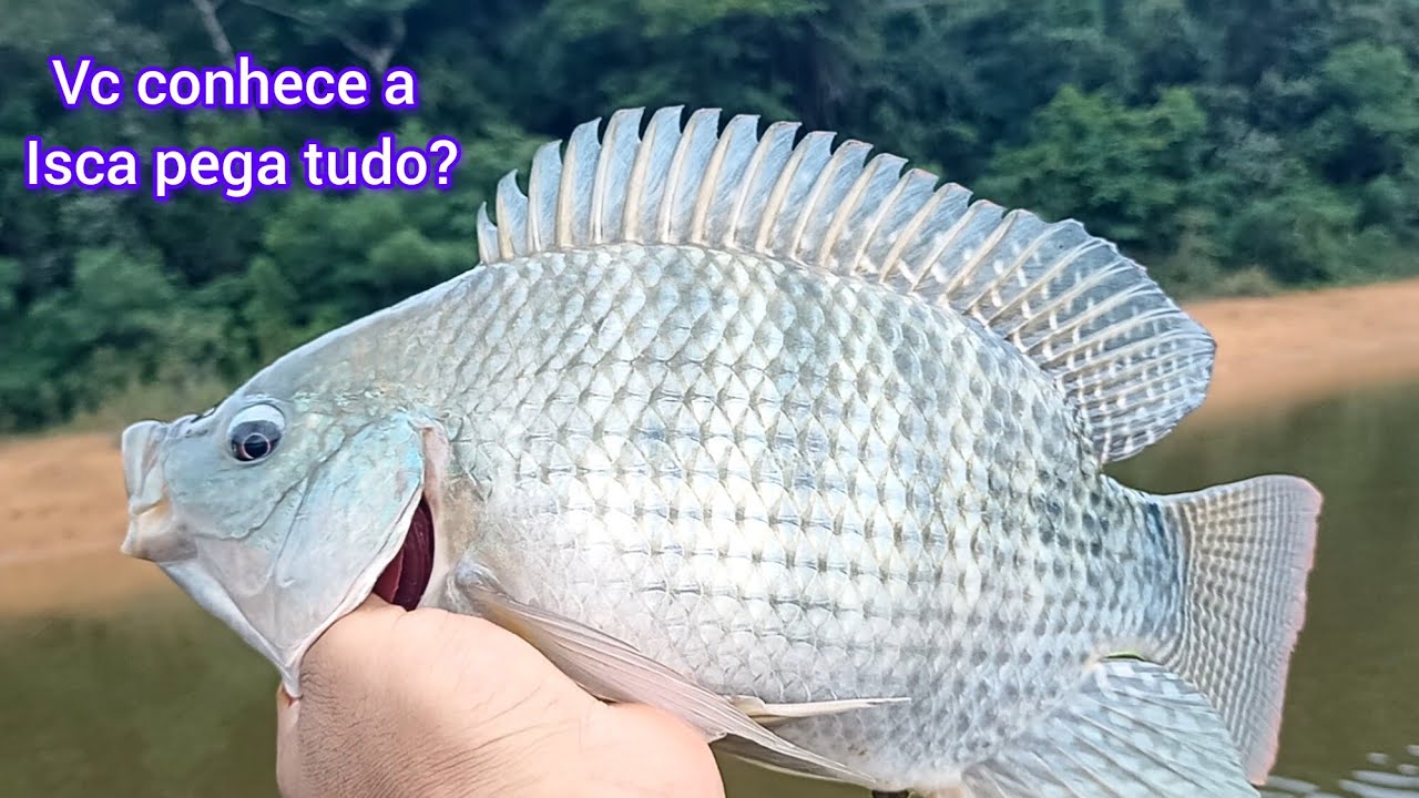 #pescaria!!! ISCA FERRINHO PEGA TODOS TIPOS DE PEIXES ME SURPREENDEU 😃🎣👍🏻.