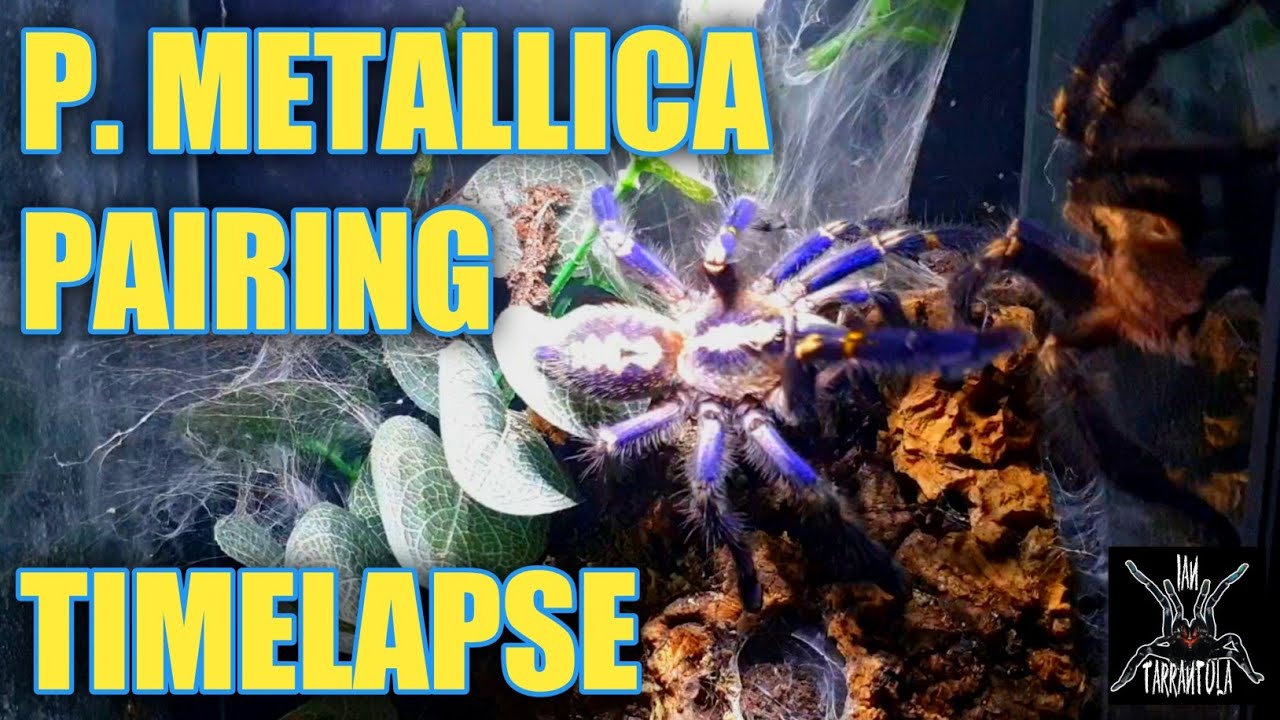 Poecilotheria metallica Pairing On Timelapse