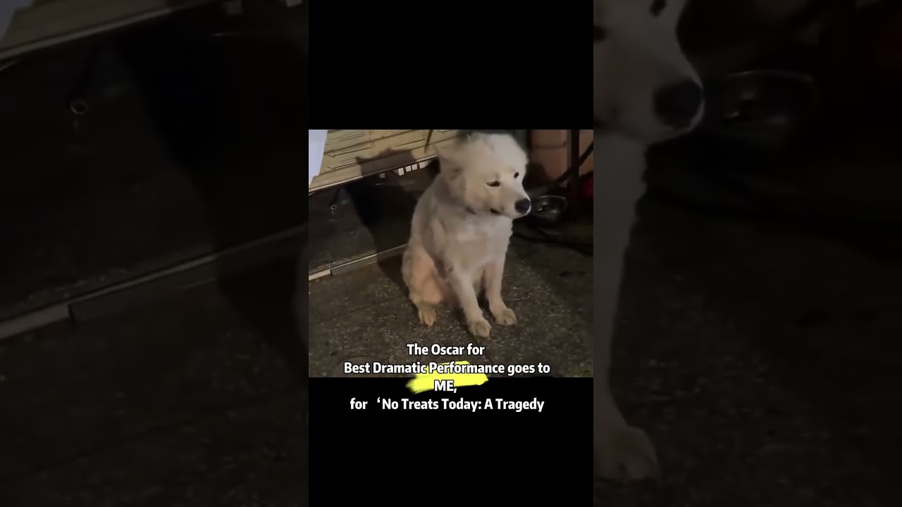 And the Oscar for Best Dramatic Performance goes to&hellip; ME, for &lsquo;No Treats Today: A Tragedy🐶#pets