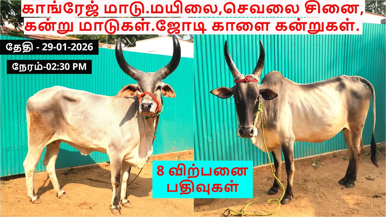 8-விற்பனை பதிவுகள்.காங்ரேஜ் மாடு.மயிலை,செவலை சினை,கன்று மாடுகள்.ஜோடி காளை கன்றுகள்.