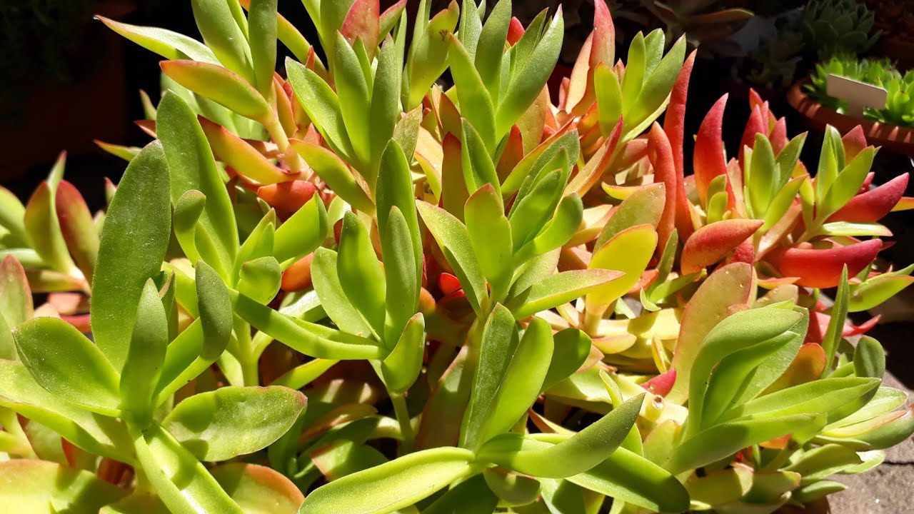 Crassula kamp ateşini budadık 😀 Crassula capitella campfire bakımı