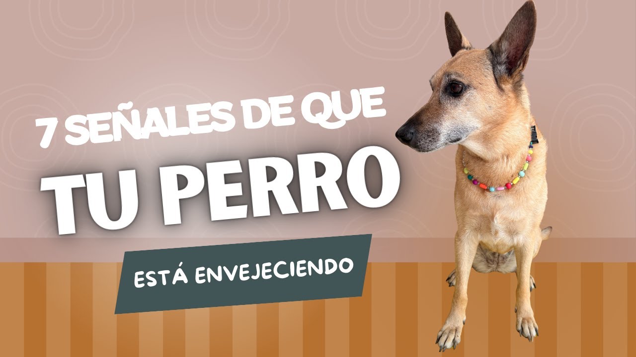 7 Señales de que tu perro está envejeciendo (y qué hacer).