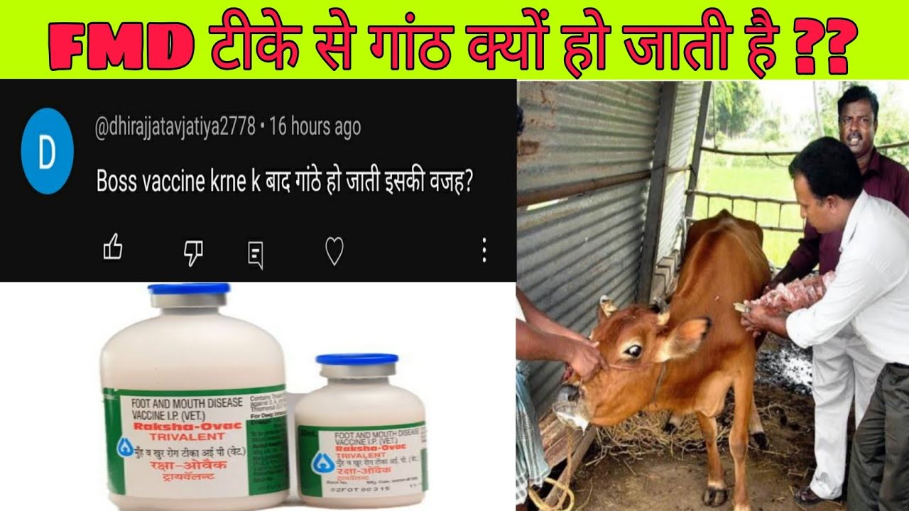 FMD Vaccine से गांठ क्यू होती है ??