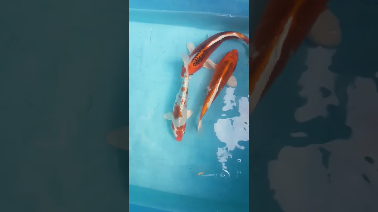 jenis kujaku koi