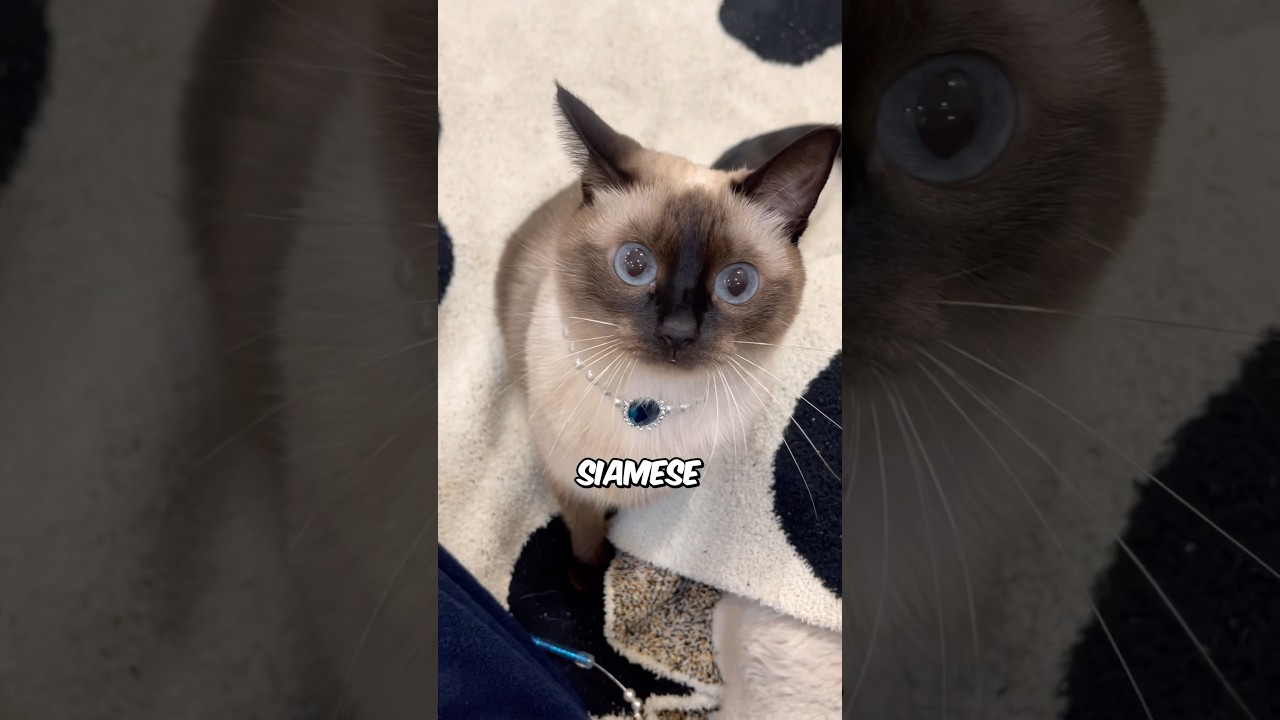 Почему сиамские кошки &mdash; лучшие! 😻