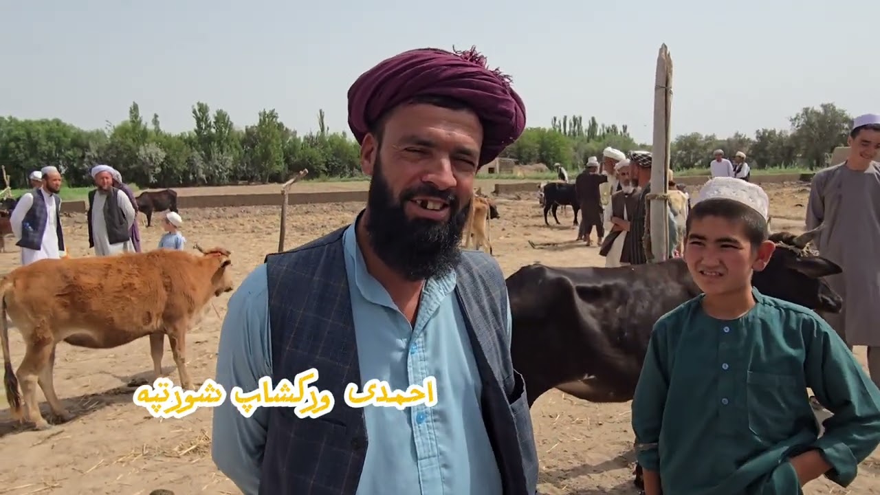 جمع بازار مال بازار ولسوالی شورتپه ولایت