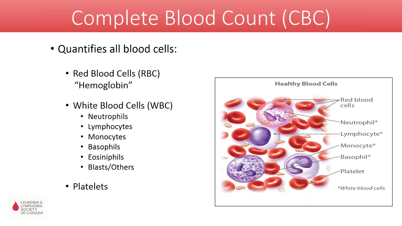 The Science Behind CBC : Understanding Your Bloodwork