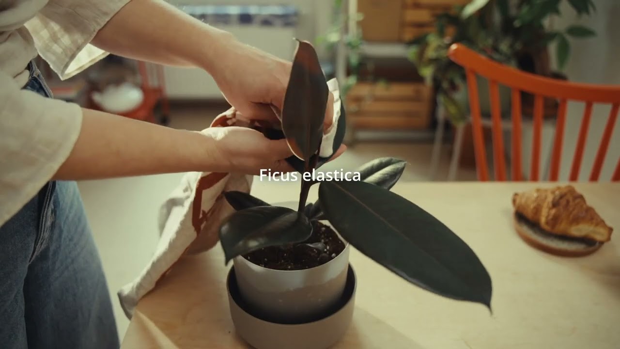 3 pokojovky do kuchyně