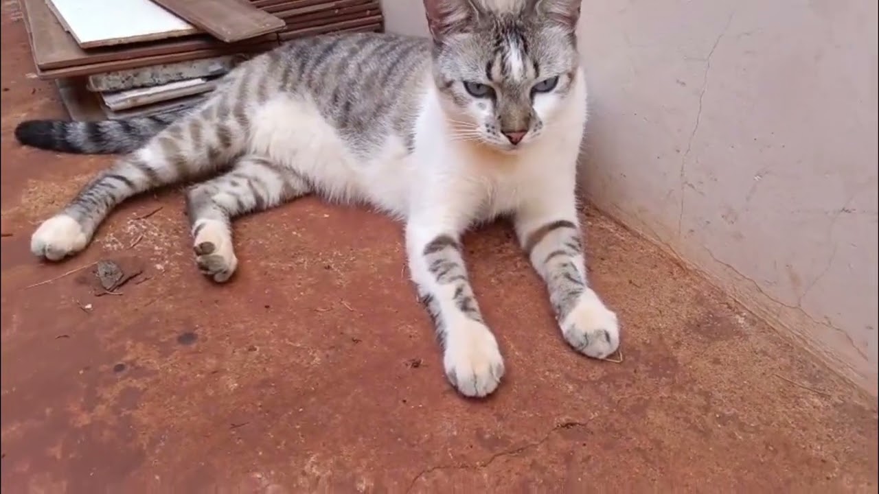 Gatil caseiro: Mais liberdade e segurança pros gatos