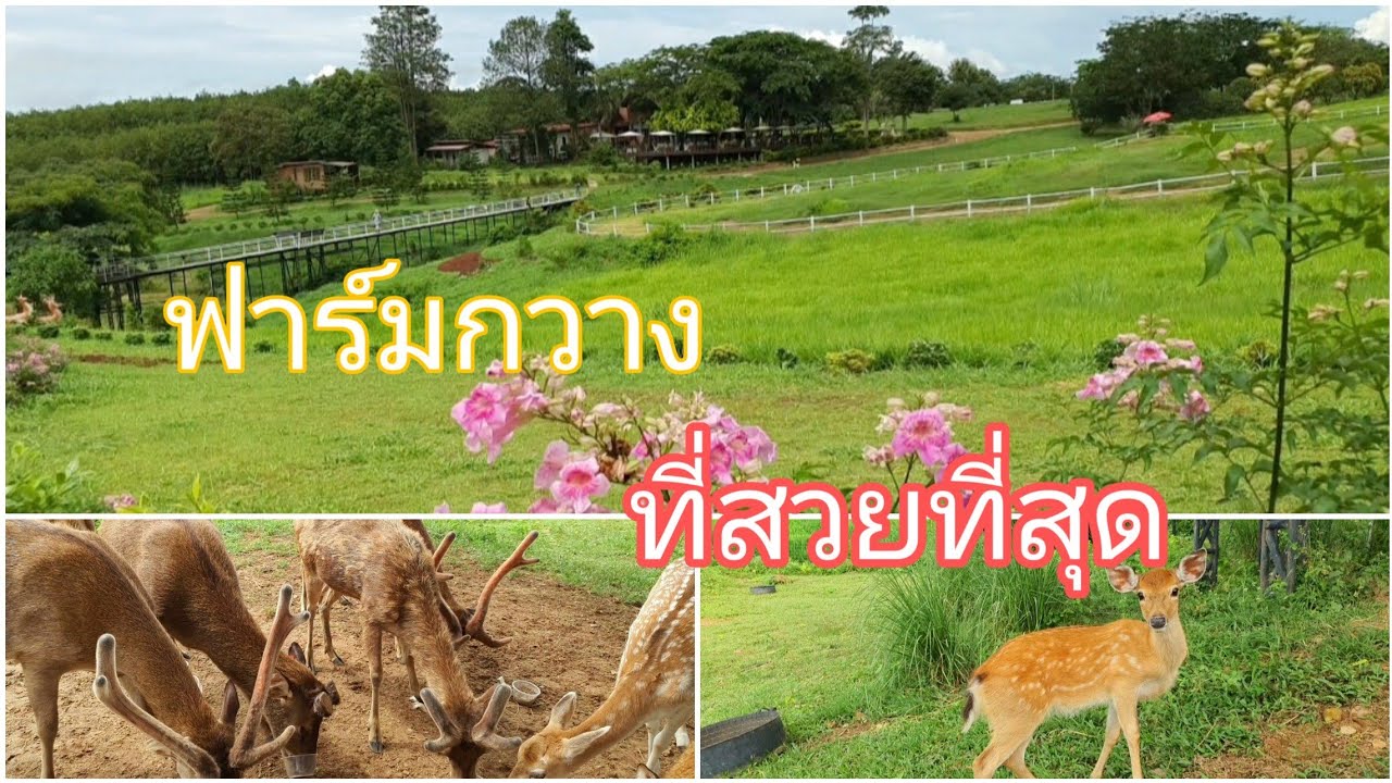 เลี้ยงกวางขายเนื้อ ขายเขากวางอ่อน โลละหมื่นบาท ฟาร์มกวางใหญ่ที่สุดในภาคเหนือ วิวสวยๆ