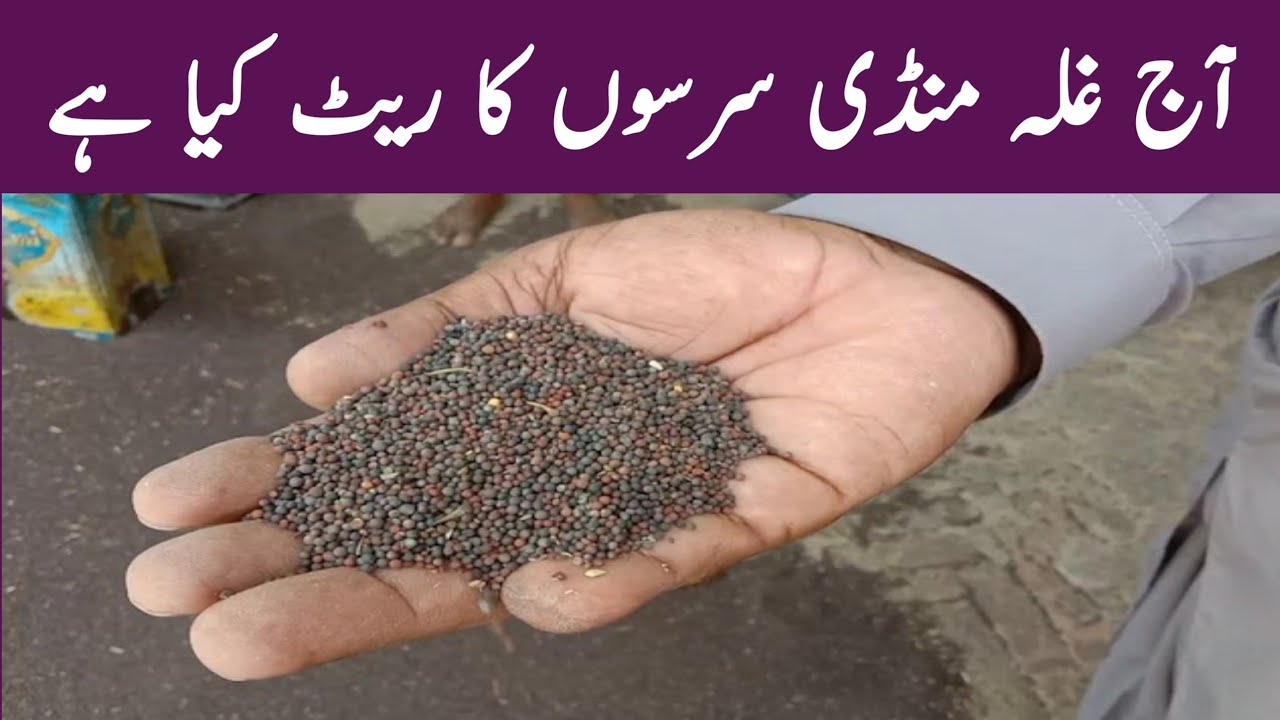 Mustard price today Pakistan Punjab|Serson ka rate AaJ ka|Canola price in Pakistan galla Mandi