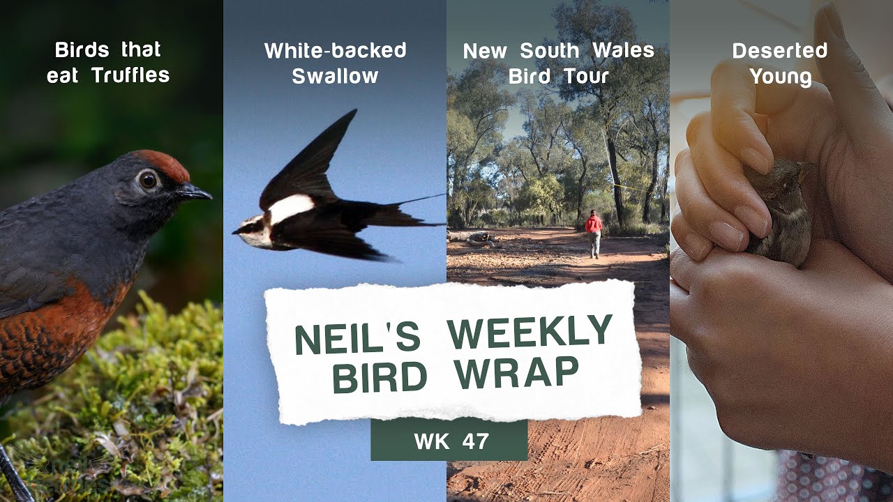 Birds that Eat Truffles, New South Wales Bird Tour, White-backed Swallows, and more! | WBW Week 47