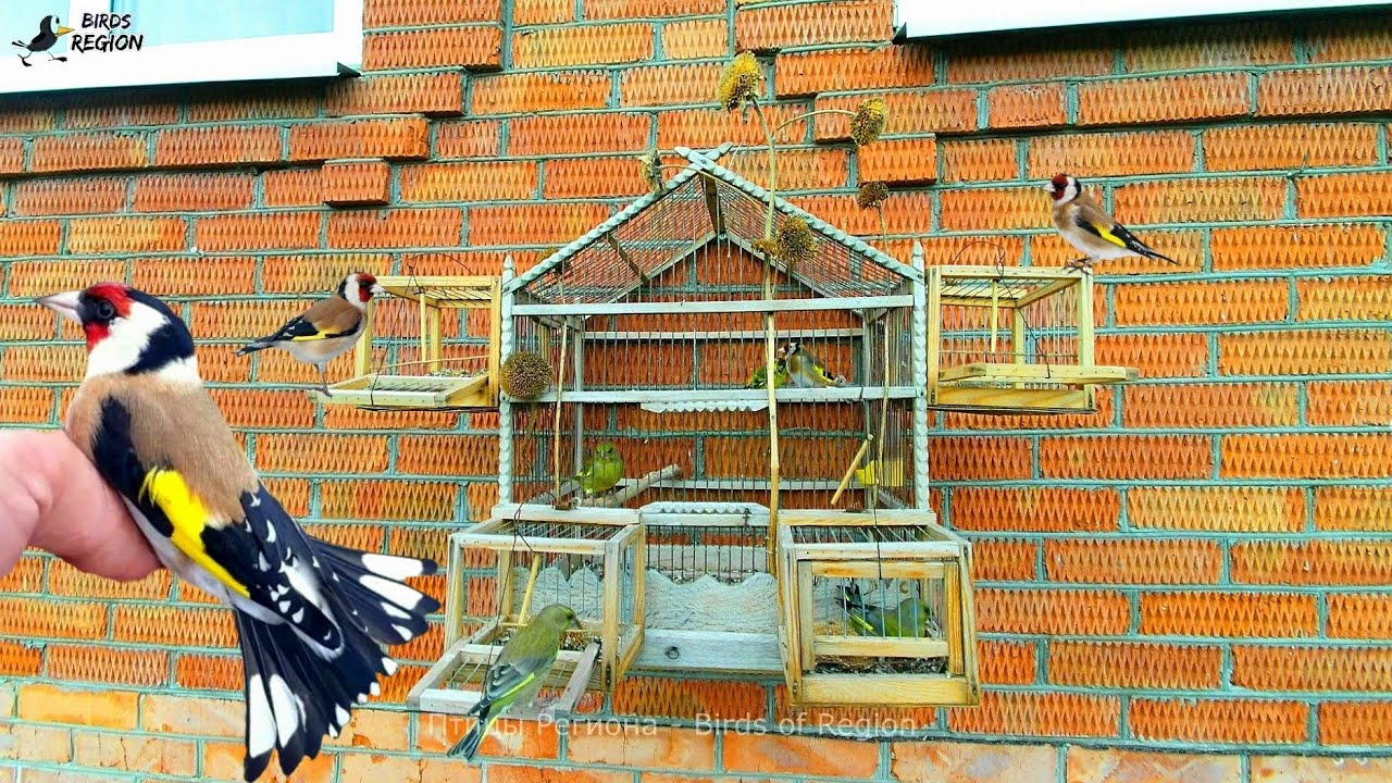 Catching songbirds - Goldfinch. 