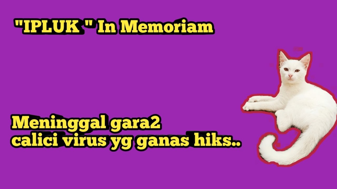 IPLUK (kucing kesayangan) IN MEMORIAM || HARUS MEREGANG NYAWA GEGARA VIRUS CALICI YANG GANAS...