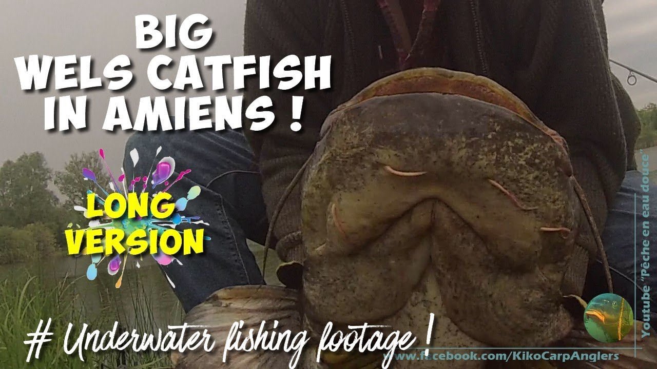 1,75 m WELS CATFISH UNDERWATER ATTACK IN AMIENS [Waterwolf cam - Long Version]