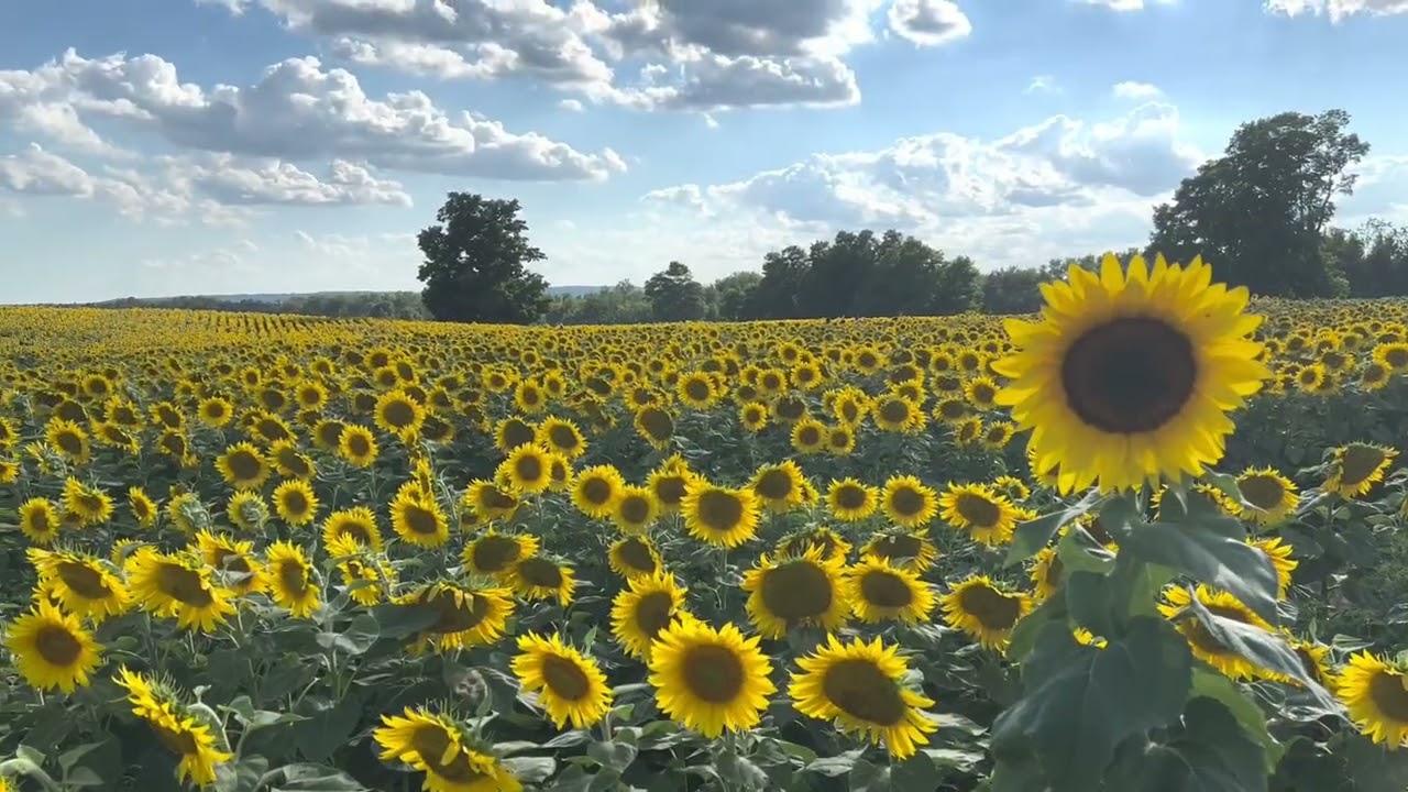 Visiting A Sunflower Farm 2022