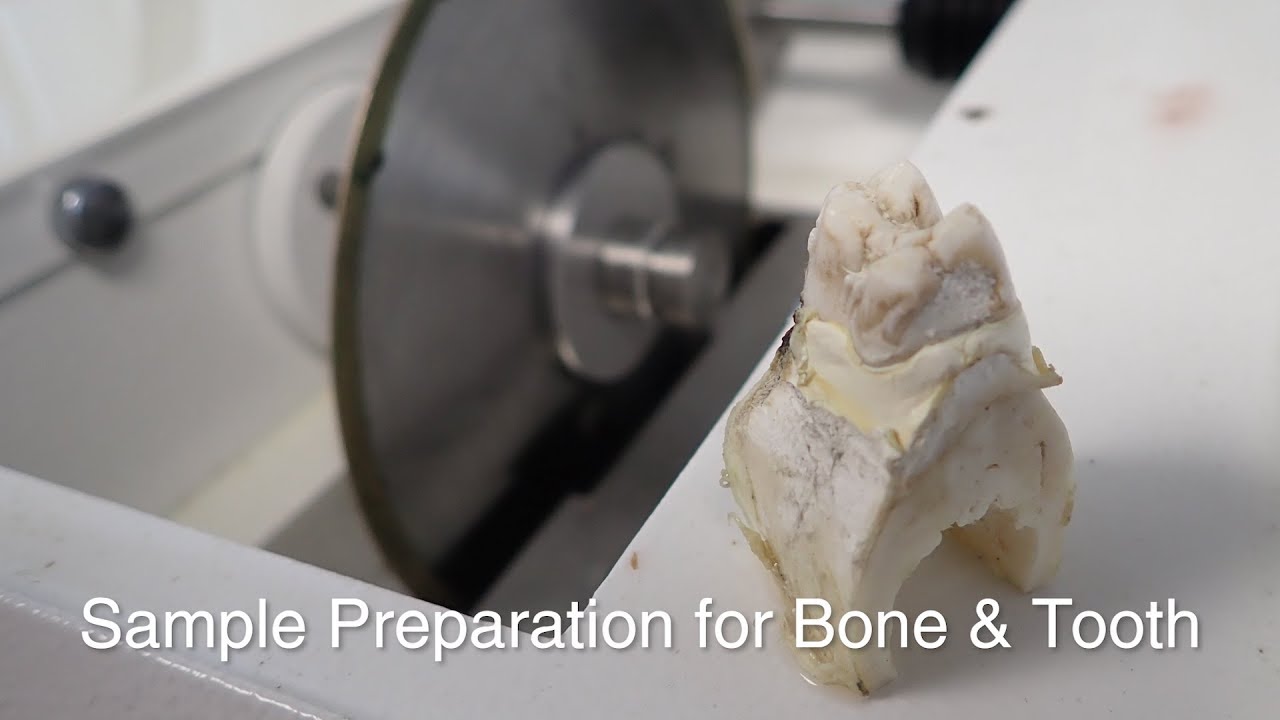 Sample Preparation for Bone and Tooth (Thin Section)
