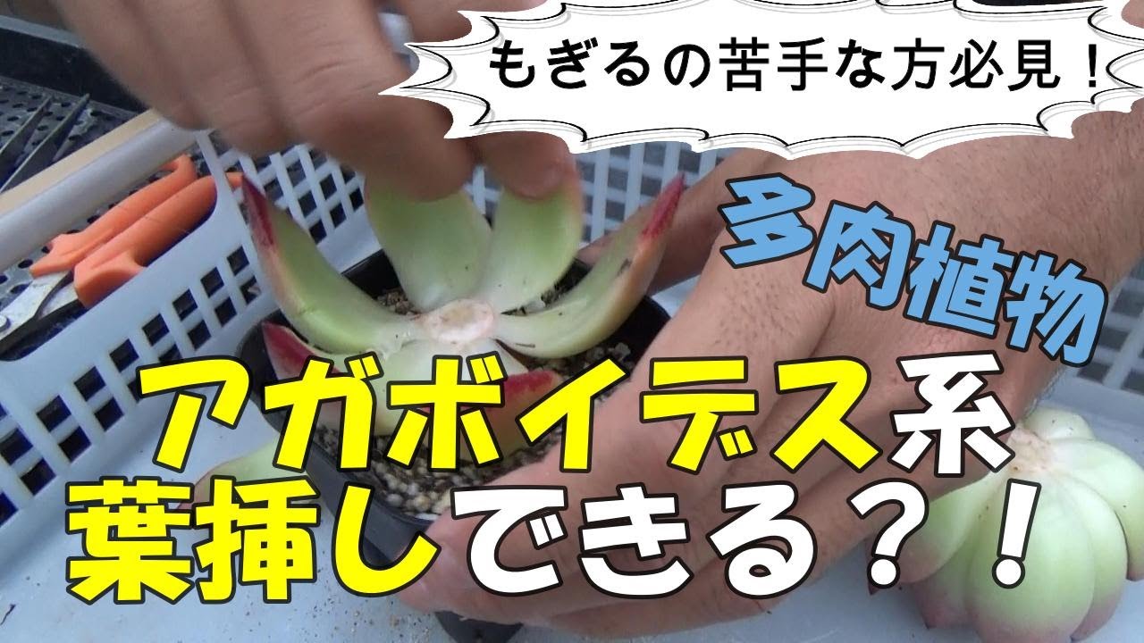 アガボイデス系葉挿しできる？！もぎるの苦手な方必見！　多肉生産者「pukupuku taniku」