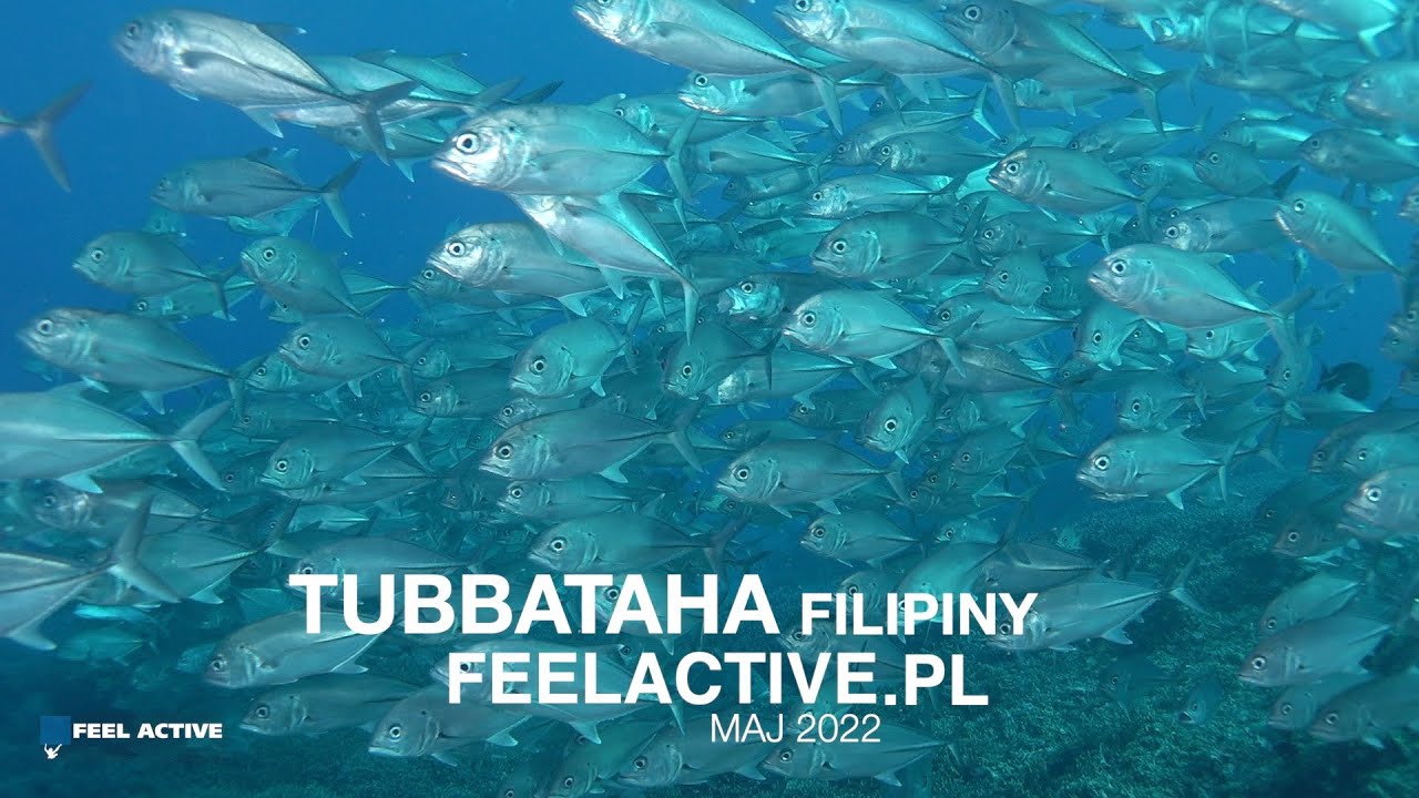 Filipiny Tubbataha 22 nurkowanie