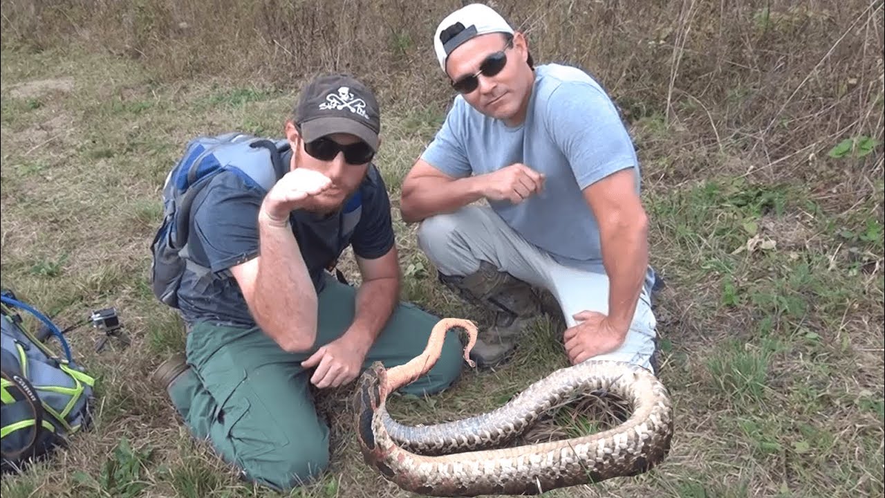 HOGNOSE SNAKE back from the DEAD!!!!!