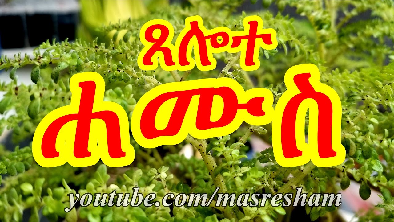ጸሎተ ሐሙስ - Tselote Hamus