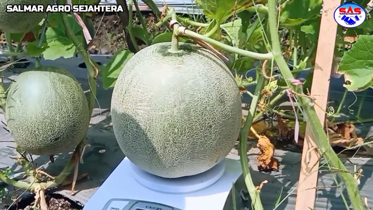 TEST TIMBANG KE-2, ANALISIS EFEK APLIKASI NUTRISI SAS PADA PROSES PERCEPATAN PEMBESARAN BUAH