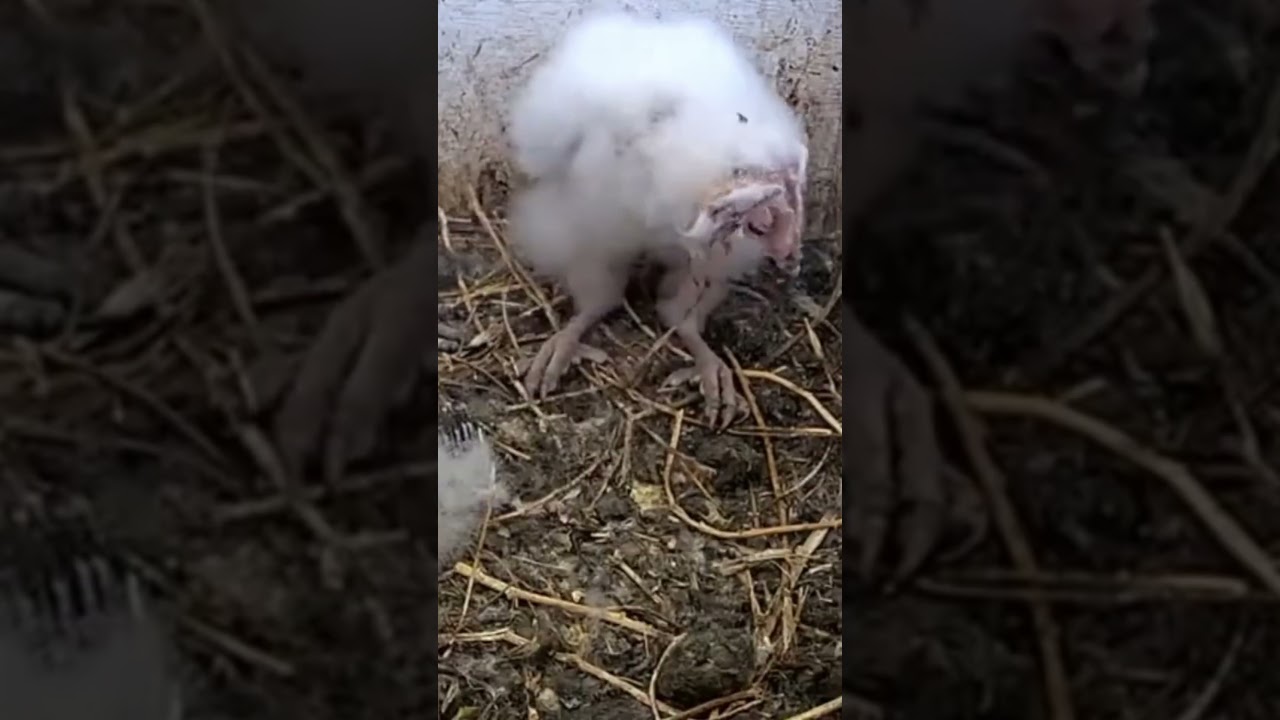 #shorts : Must see, owls vomiting owl pellets