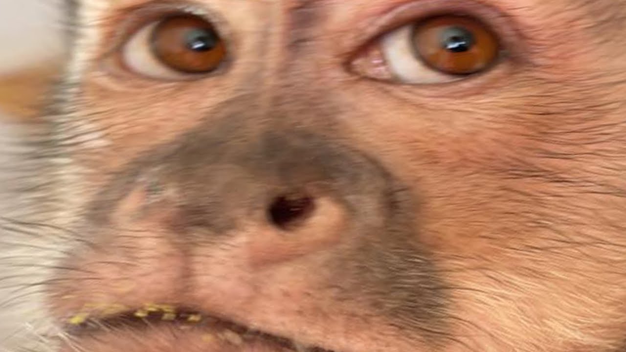 Не могу дождаться лета снова 😎🐒