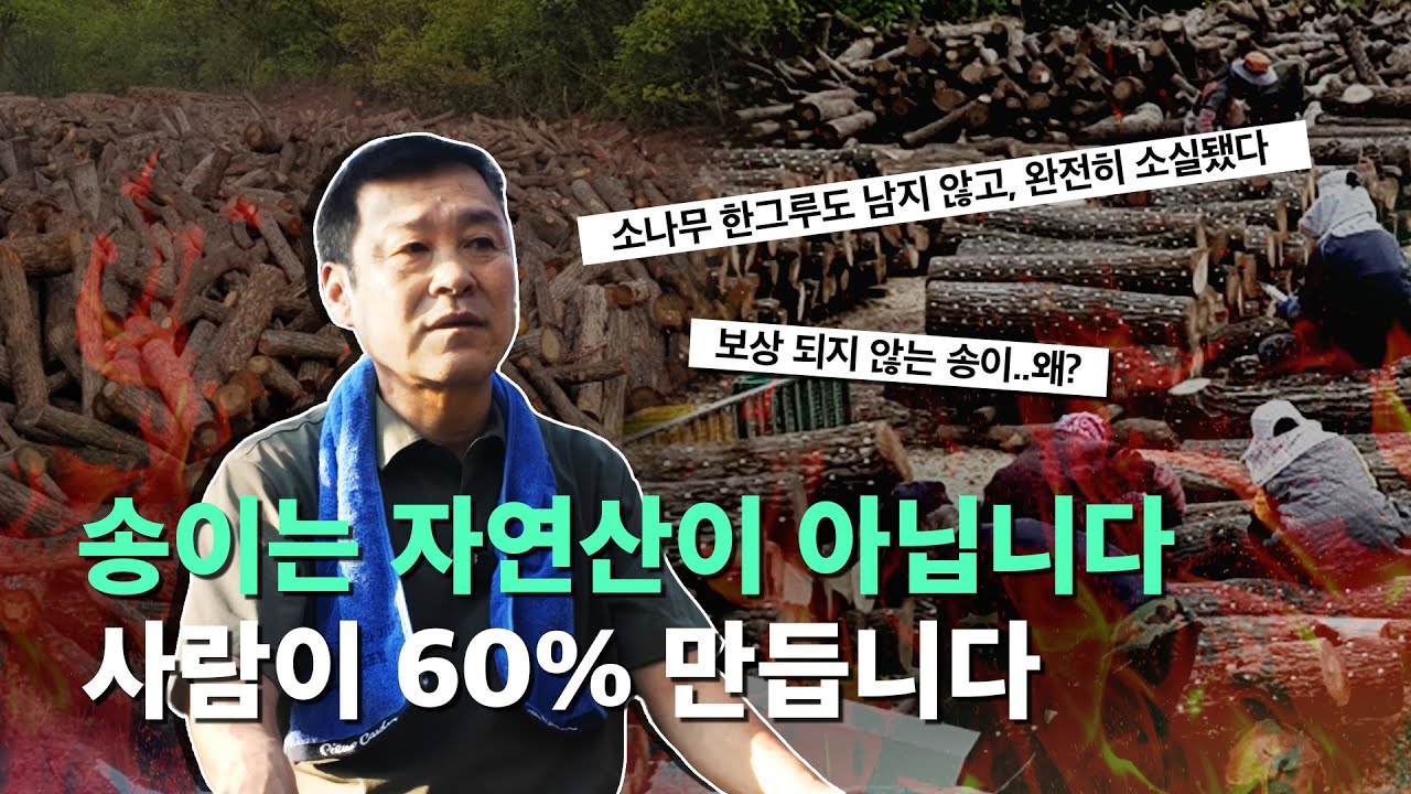 산불보다 무서운 건 방치입니다 | 영덕 송이 생산자협의회 회장의 증언 | 영덕 산사람 여섯 번째 기록 #경북 #산불 #송이버섯