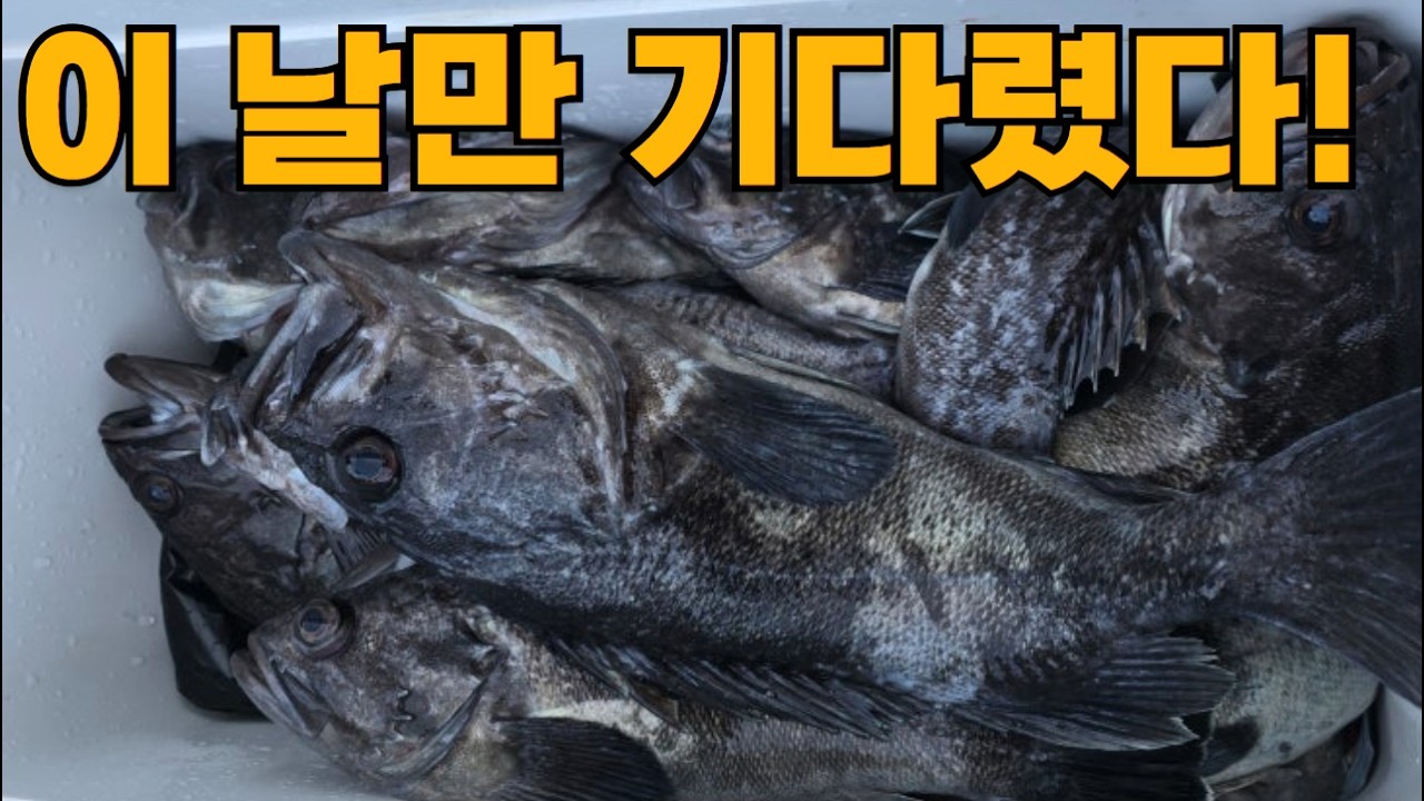 지금은 먼바다 침선우럭 시즌입니다~