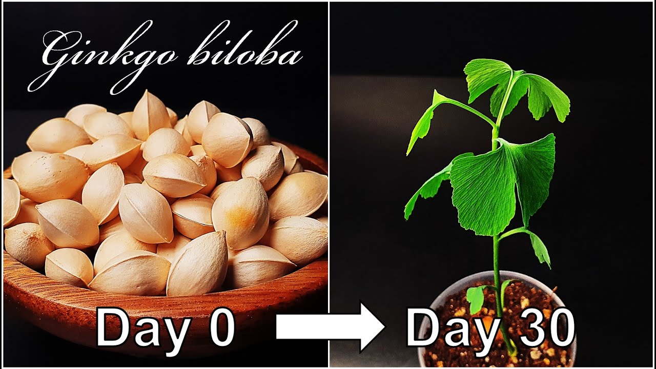 How to grow Ginkgo tree from seed｜Growing Ginkgo biloba｜How to grow #13 Ginkgo｜Eng Sub