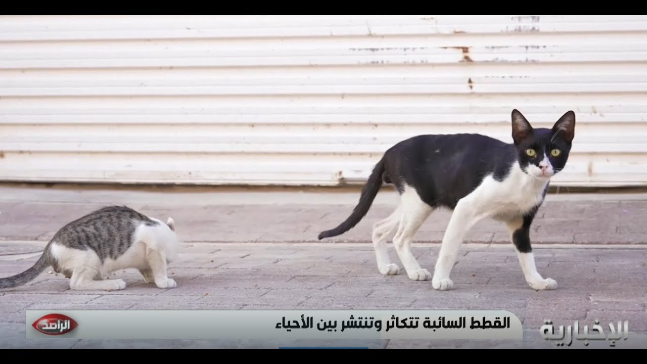 القطط تقلق سكان الرياض.. والآراء بين الرافض والمرحب بوجودها
