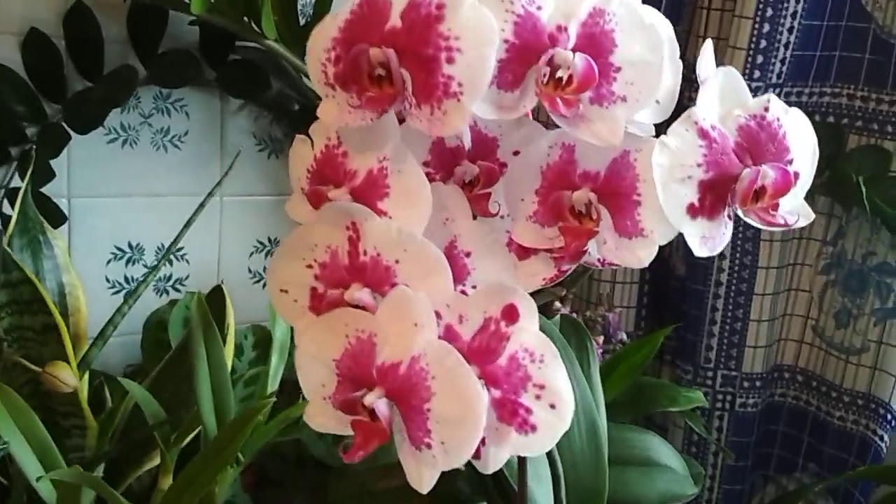 Как я удобряю орхидеи,в каком грунте они сидят ( август 2020)