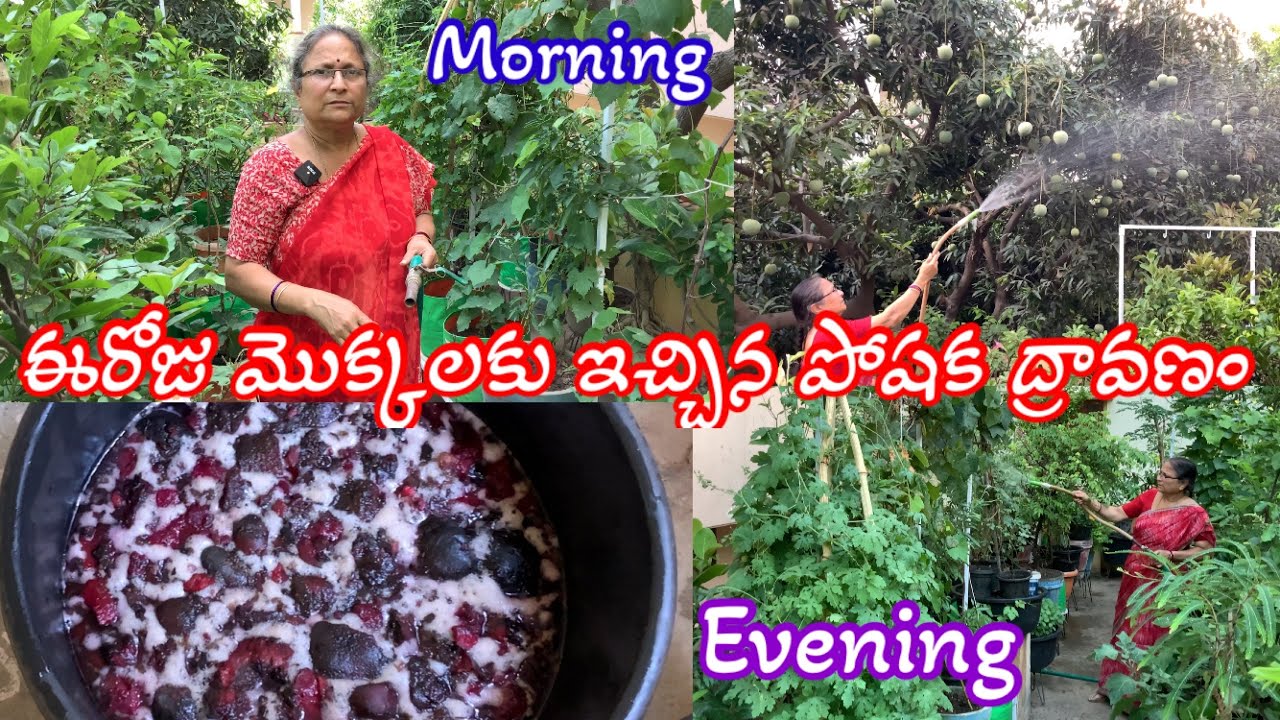 ఈరోజు మొక్కలకు బీట్రూట్ ద్రావణం ఉదయం || సాయంత్రం మంచినీళ్లతో మొక్కలకు స్నానం