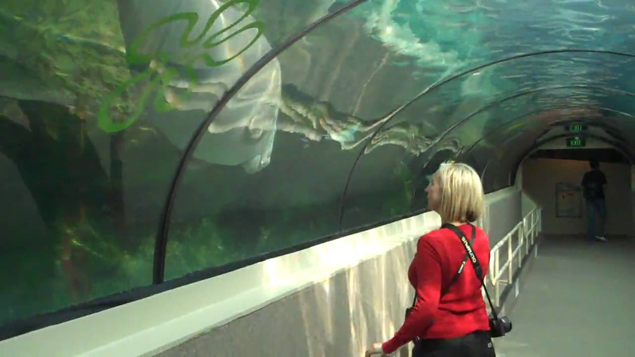 Dugong SUPER close up, then Christy tries to befriend him