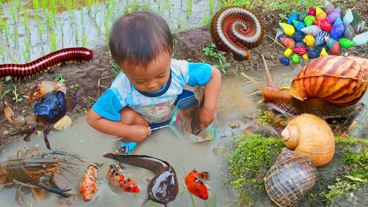 Petualangan Menemukan Ikan Hias, Keong, Bekicot, Kepiting, dan Luwing Kaki Seribu di Sawah
