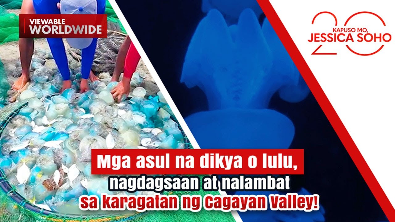 Swarms of blue jellyfish, locally called “lulu,” spotted in Cagayan Valley | Kapuso Mo, Jessica Soho