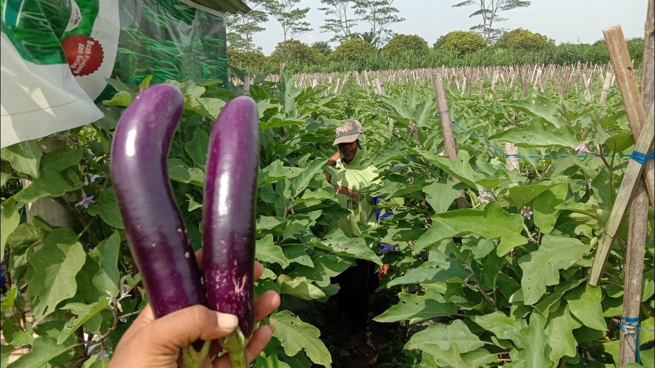 Pupuk Yang Wajib Di Aplikasikan Pada masa Panen